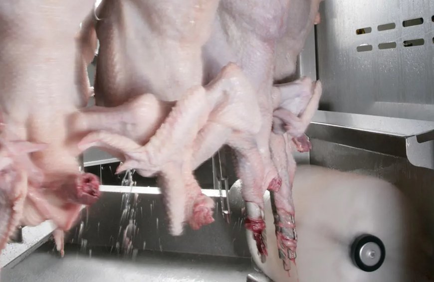 Marel Automates Poultry Evisceration Process for Cleaner, Higher-Quality Products